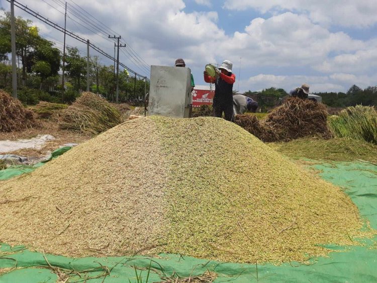 Harga Beras Masih Tinggi, Stok di Trenggalek Tinggal 6 Bulan