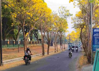 Keelokan Tabebuya Bermekaran di Kota Batu, Pertanda Hujan Segera Tiba