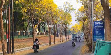 Keelokan bunga tabebuya mulai bermekaran di Kota Batu Jawa Timur. Pertanda hujan segera tiba. (foto/A.Ulul/Bacaini.id)