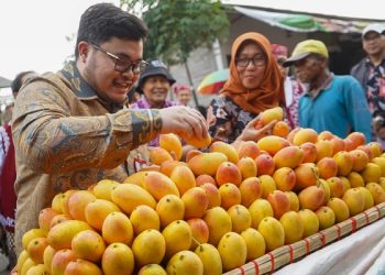 Mas Dhito Pastikan Mangga Podang di Pasar Banyakan Masak Pohon