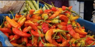 Harga cabai rawit di Sumenep Madura kembali melambung, pedagang limbung. (foto/ist)