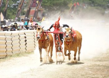 Gagak Rimang Bangkalan Jawara Karapan Sapi Piala Presiden Jokowi