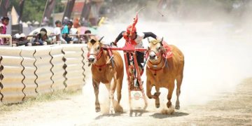Gagak Rimang Bangkalan Jawara Karapan Sapi Piala Presiden Jokowi