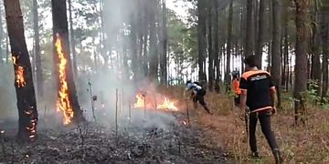 Kekeringan di Kabupaten  Trenggalek picu kebakaran hutan dan lahan di 10 kecamatan. (foto/ist)