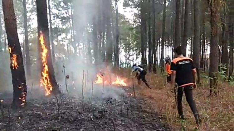 Kekeringan Trenggalek Picu Kebakaran Hutan dan Lahan di 10 Kecamatan