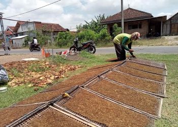 Harga Tembakau Tinggi, Petani Tulungagung Diuntungkan Kemarau Panjang