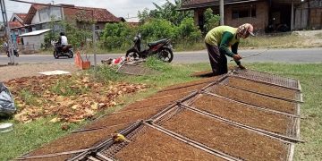 Harga tembakau tinggi, petani Tulungagung diuntungkan kemarau panjang. (foto/setiawan/Bacaini)