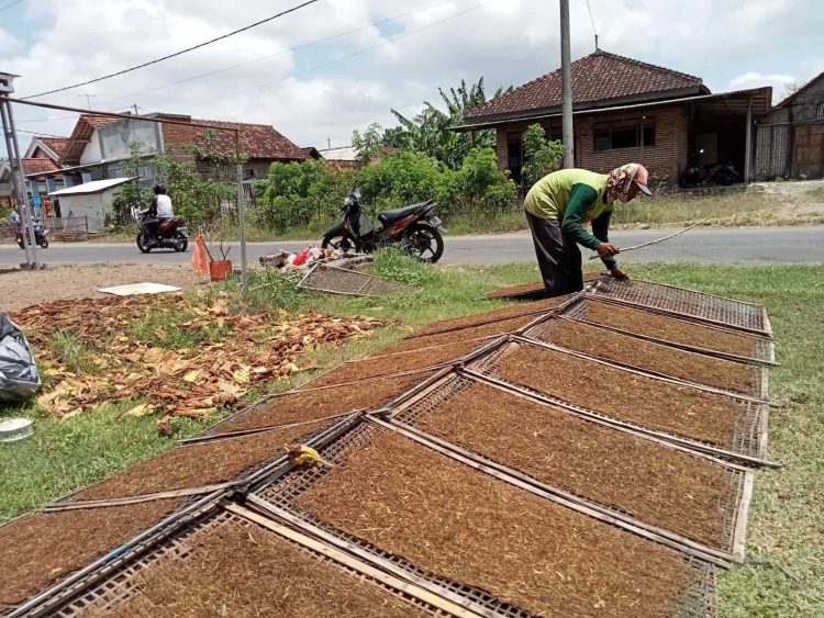 Harga Tembakau Tinggi, Petani Tulungagung Diuntungkan Kemarau Panjang