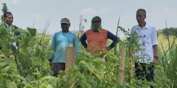 Petugas DKPP Kota Kediri memantau lahan cabai milik petani di Kelurahan Blabak. Foto: Bacaini/AK.Jatmiko