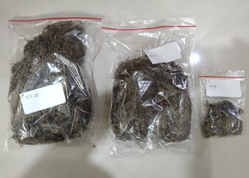 Ratusan Daun Ganja Kering di Jombang Dikirim Lewat Jasa Ekspedisi