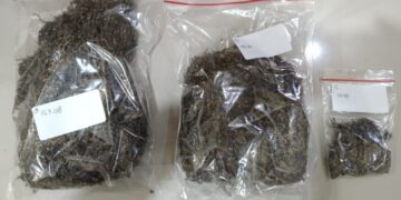 Ratusan Daun Ganja Kering di Jombang Dikirim Lewat Jasa Ekspedisi. (foto/ist)