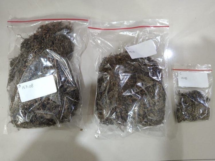 Ratusan Daun Ganja Kering di Jombang Dikirim Lewat Jasa Ekspedisi