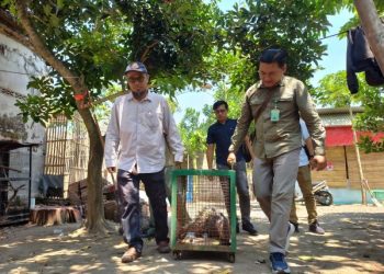Pelihara Buaya dan Landak, Penghobi Satwa Liar Tulungagung Terancam 5 Tahun Penjara