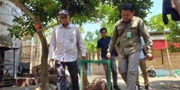 Pelihara Buaya dan Landak, Penghobi Satwa Liar Tulungagung Terancam 5 Tahun Penjara. Tampak petugas menangani satwa landak. (foto/Setiawan/Bacaini)