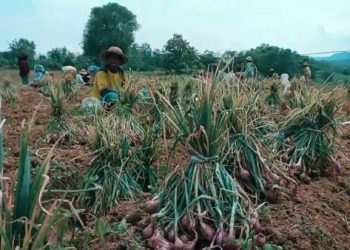 Pengangguran di Sumenep Paling Sedikit se Jawa Timur
