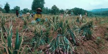 Pengangguran di Sumenep Paling Sedikit se Jawa Timur. Tampak petani bawang merah di Sumenep. (foto/ist)