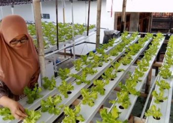 Bertani Selada di Teras Rumah, Ibu Rumah Tangga di Sumenep Sukses Raup Omzet Belasan Juta Per Bulan