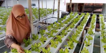 Bertani Selada di Teras Rumah, Ibu Rumah Tangga di Sumenep Sukses Raup Omzet Belasan Juta Per Bulan. (foto/ist)