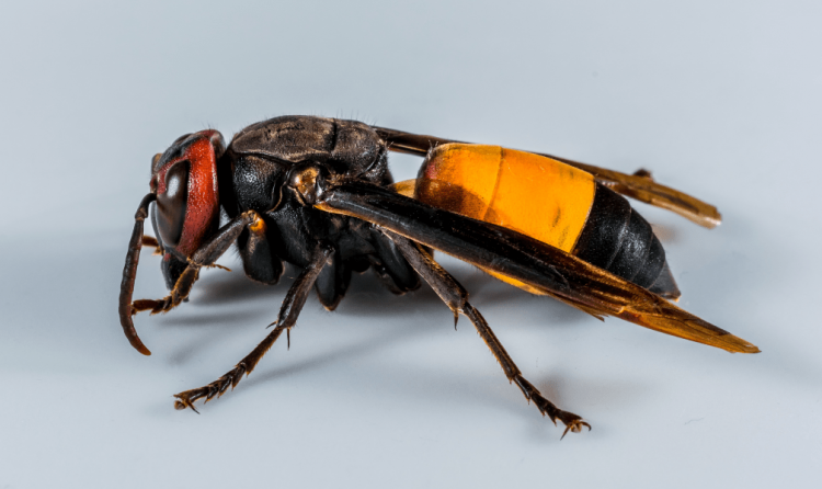 Tawon Vespa Ngamuk Sengat Balita di Jombang Sampai Tewas