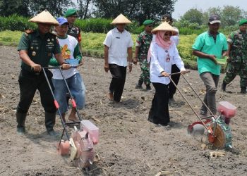 Kokohkan Ketahanan Pangan, Wabup dan Dandim Tanam Bibit Jagung