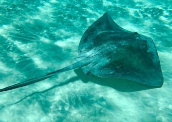 Ikan Pari Jawa Punah Akibat Penangkapan Yang Masif