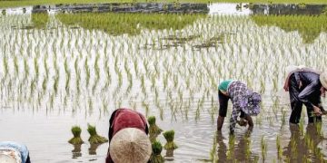 Jatah Kuota Pupuk Subsidi di Kabupaten Blitar Masih Kurang, Pemkab Usulkan Penambahan. Foto ilustrasi pertanian (foto/ist)