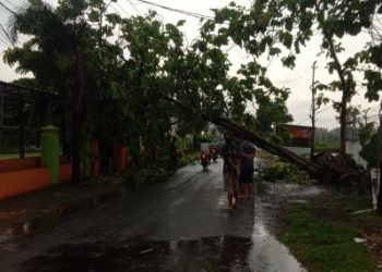 Angin Kencang Obrak-abrik Jombang, Pohon Bertumbangan Warga Tercekam Ketakutan