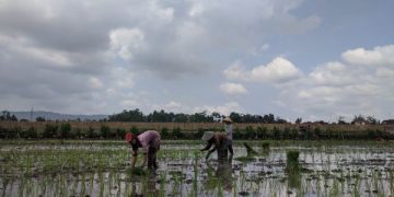 Pupuk Subsidi Dikepras Gubernur Jatim, Nasib Petani Tulungagung Kian Terpuruk
