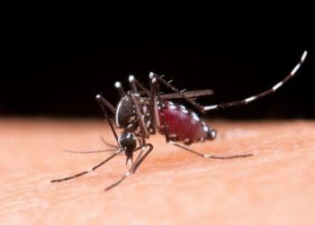 Musim Hujan Mundur, Puncak Kasus DBD di Kota Kediri Bergeser