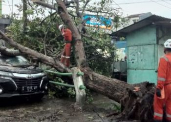 2 Mobil Ringsek Dihajar Angin Kencang