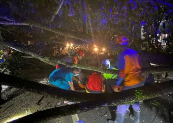 Trembesi Raksasa di Jalan Nasional Trenggalek-Ponorogo Tumbang, Pemotor Meregang Nyawa