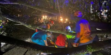 Trembesi Raksasa di Jalan Nasional Trenggalek-Ponorogo Tumbang, Pemotor Meregang Nyawa. (foto:ist)
