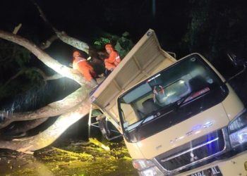 Hujan Lebat, Pohon Sengon Tumbang Menimpa Truk