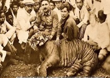 Hoaks Harimau Jawa di JLS Blitar dan Cerita Pembantaian Rampogan Macan