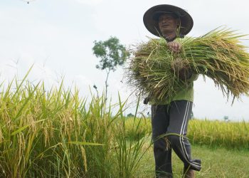 Melalui Program DITO, Produktivitas Padi di Kabupaten Kediri Terus Merangkak Naik
