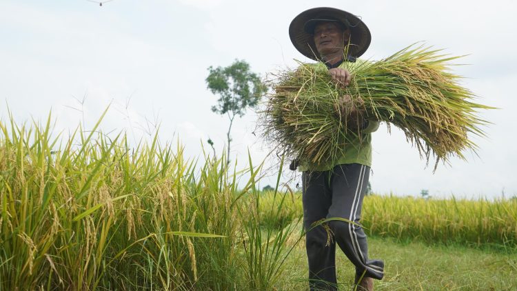 Melalui Program DITO, Produktivitas Padi di Kabupaten Kediri Terus Merangkak Naik