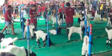 Jelang Idul Adha, Ratusan Kambing Berbagai Daerah Ikuti Kontes di Kediri . (foto/Bacaini)