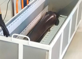 Nilai Transaksi Ikan Lele Kabupaten Kediri Tembus Rp.450 Milyar Setahun