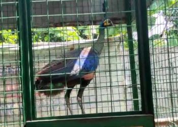 Heboh Merak Hijau di Atas Rumah Warga Kediri