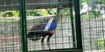 Heboh Merak Hijau di Atas Rumah Warga Kediri. (fotoBacaini)