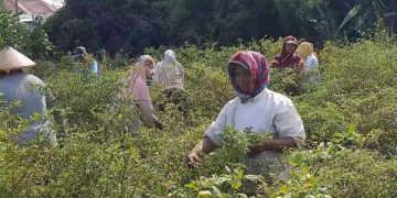 Petani Cabai Kediri Rame-rame Panen Dini, Ini Sebabnya. (foto/Bacaini)