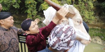 Petani Trenggalek Ungkapkan Syukur dengan Gelar Tradisi Lempar Kepala Kerbau. Tampak Bupati Trenggalek Moch Nur Arifin. (foto/ist)