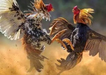 Pasukan Resmob Nganjuk Obrak-abrik Arena Judi Sabung Ayam