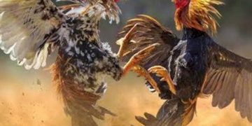 Pasukan Resmob Nganjuk Obrak-abrik Arena Judi Sabung Ayam. (foto/ilustrasi/ist)