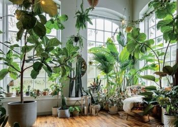 5 Tanaman Hias Indoor Pembersih Udara, Nomor 1 dan 3 Kesayangan Perokok
