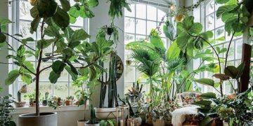 5 Tanaman Hias Indoor Pembersih Udara, Nomor 1 dan 3 Kesayangan Perokok. (Foto/ilustrasi/Pinterest)