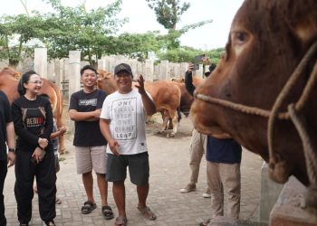 Mas Dhito Bareng Mbak Cicha Beli Empat Ekor Sapi Jumbo untuk Kurban
