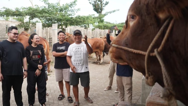 Mas Dhito Bareng Mbak Cicha Beli Empat Ekor Sapi Jumbo untuk Kurban