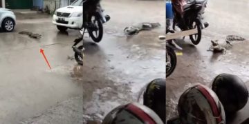 Viral Buaya Darat Sungguhan, Jalan-Jalan Nyaris Tertabrak Mobil Lewat. (foto: tangkapan layar)