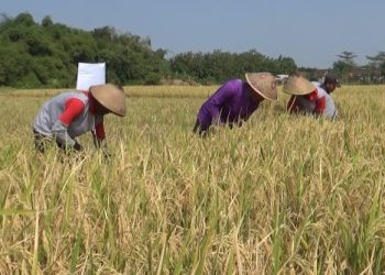 Melihat Cara Bulog Menyerap Gabah Petani Nganjuk